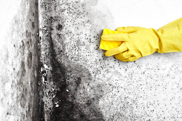 Best Certified Mold Removal  in Braham, MN