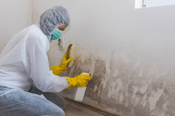 Braham, MN Mold Removal Company