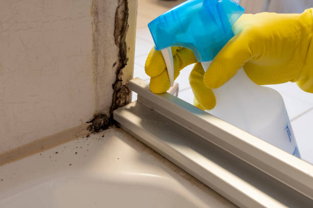 Mold Testing and Removal in Braham, MN