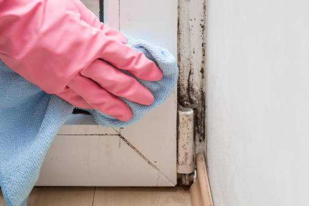 Best Affordable Mold Removal  in Braham, MN